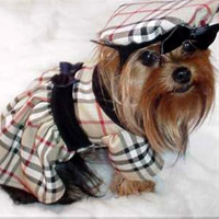 burberry dog trench coat